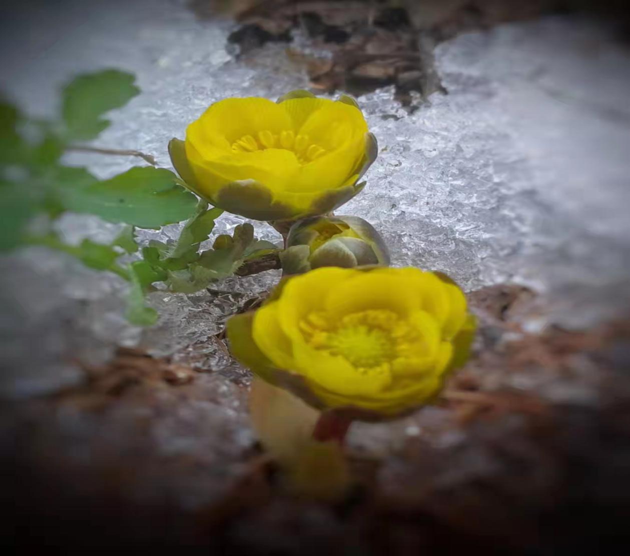 02153151521552222.jpg 02153151521552222.jpg