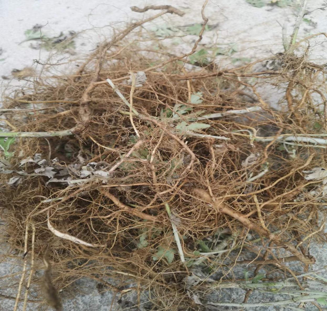 032131511.jpg 032131511.jpg