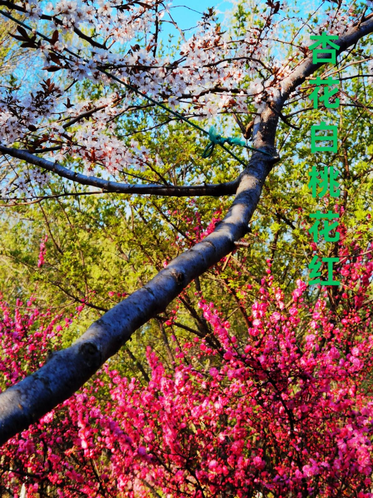 富錦市老科協(xié)朱富昌:杏花白桃花紅.jpg 富錦市老科協(xié)朱富昌:杏花白桃花紅.jpg