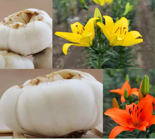 微信圖片_20231211094703.png 微信圖片_20231211094703.png