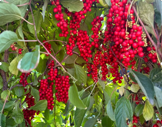 微信圖片_20240306101301.png 微信圖片_20240306101301.png