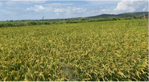 微信圖片_20240904092850.png 微信圖片_20240904092850.png