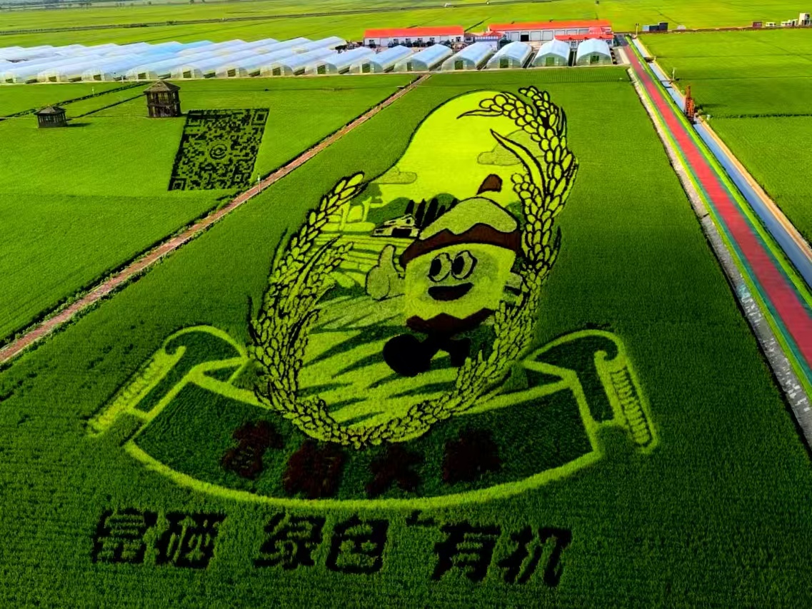 王麗君13846102803  稻田圖畫 .jpg