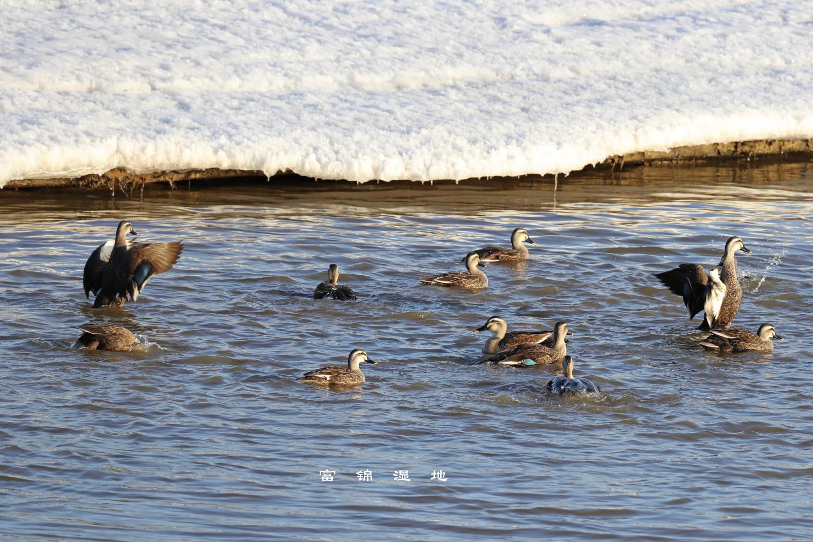 劉玉江15326692999   春來早.jpg